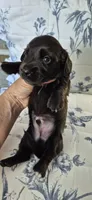 Spruce, a male Miniature Dachshund for sale in Brenham, TX – 6 of 8