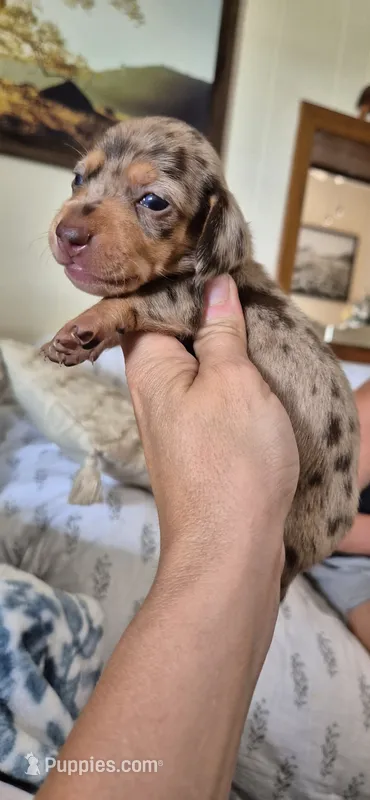 Garnet – Miniature Dachshund puppy for sale in Brenham, TX