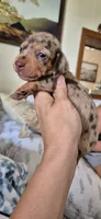 Garnet, a male Miniature Dachshund for sale in Brenham, TX – 1 of 10