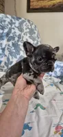 Emerald, a male French Bulldog for sale in Brenham, TX – 6 of 10