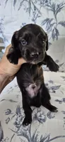 Spruce, a male Miniature Dachshund for sale in Brenham, TX – 7 of 8