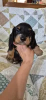 Winter, a male Miniature Dachshund for sale in Brenham, TX – 8 of 10