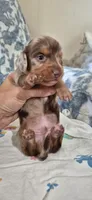 Azul, a male Miniature Dachshund for sale in Brenham, TX – 2 of 10