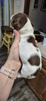 Mag, a female Miniature Dachshund for sale in Brenham, TX – 5 of 7
