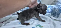 Opal, a female French Bulldog for sale in Brenham, TX – 5 of 10