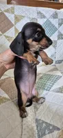 Spring, a female Miniature Dachshund for sale in Brenham, TX – 9 of 10
