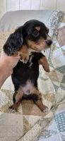 Windy, a male Miniature Dachshund for sale in Brenham, TX – 5 of 10
