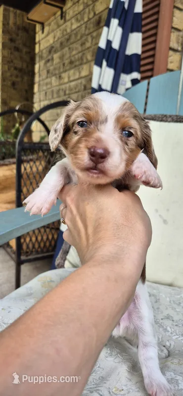 Rose – Miniature Dachshund puppy for sale in Brenham, TX