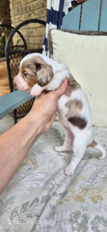 Rose – Miniature Dachshund puppy for sale in Brenham, TX