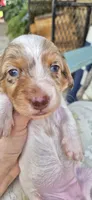 Rose, a female Miniature Dachshund for sale in Brenham, TX – Photo 6 of 10