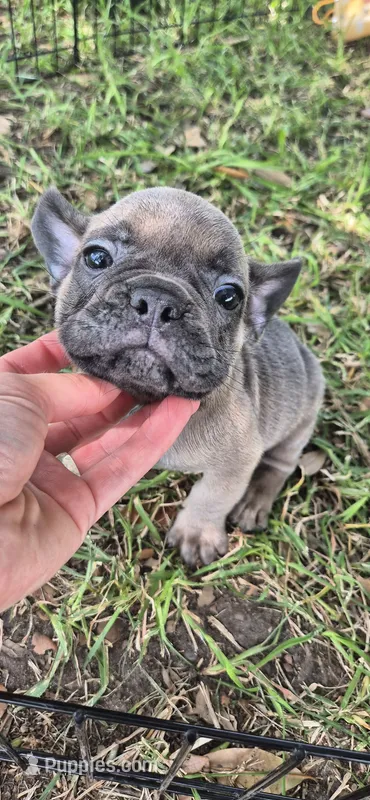 Sapphire – French Bulldog puppy for sale in Brenham, TX