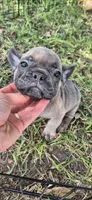 Sapphire, a male French Bulldog for sale in Brenham, TX – 2 of 2