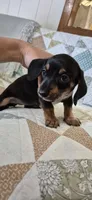 Spring, a female Miniature Dachshund for sale in Brenham, TX – 6 of 10