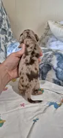Garnet, a male Miniature Dachshund for sale in Brenham, TX – 3 of 10