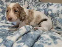 Rose , a female Miniature Dachshund for sale in Brenham, TX – 2 of 10