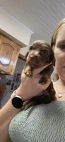 Maple, a female Miniature Dachshund for sale in Brenham, TX – 4 of 10
