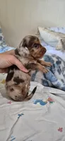 Azul, a male Miniature Dachshund for sale in Brenham, TX – 6 of 10