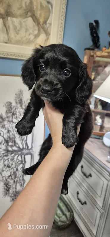 Spruce – Miniature Dachshund puppy for sale in Brenham, TX