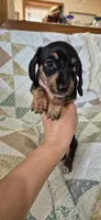 Spring, a female Miniature Dachshund for sale in Brenham, TX – 5 of 10