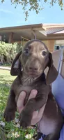 Rowan, a male Miniature Dachshund for sale in Brenham, TX – Photo 6 of 8