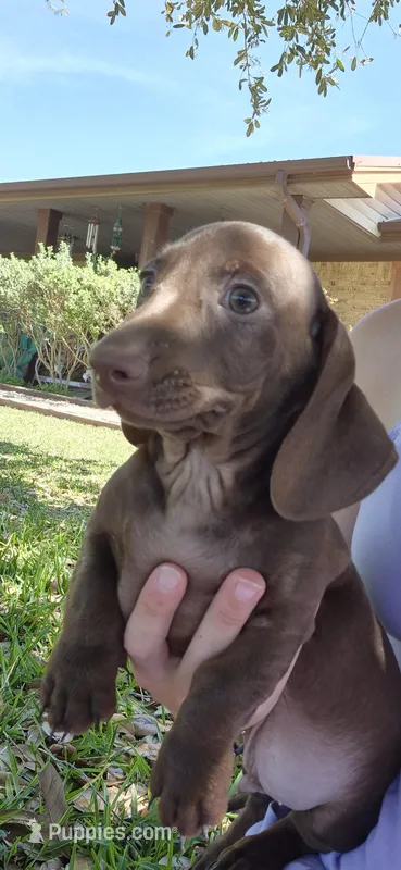 Rowan – Miniature Dachshund puppy for sale in Brenham, TX