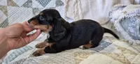 Windy, a male Miniature Dachshund for sale in Brenham, TX – 7 of 10