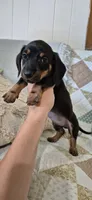 Blue Bonnet, a male Miniature Dachshund for sale in Brenham, TX – 5 of 10