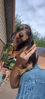 Dandelion, a female Miniature Dachshund for sale in Brenham, TX – 5 of 10
