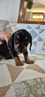 Spring, a female Miniature Dachshund for sale in Brenham, TX – 2 of 10