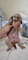 Garnet, a male Miniature Dachshund for sale in Brenham, TX – 8 of 10