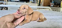 Diamond, a male Miniature Dachshund for sale in Brenham, TX – 5 of 10