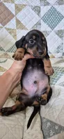 Blue Bonnet, a male Miniature Dachshund for sale in Brenham, TX – 6 of 10