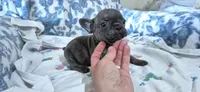 Opal, a female French Bulldog for sale in Brenham, TX – 3 of 10