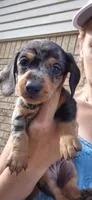 Dandelion, a female Miniature Dachshund for sale in Brenham, TX – 4 of 10