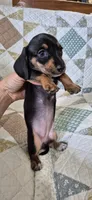 Spring, a female Miniature Dachshund for sale in Brenham, TX – 4 of 10