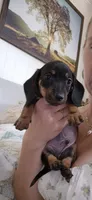 Blue Bonnet, a male Miniature Dachshund for sale in Brenham, TX – 9 of 10