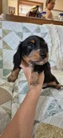 Winter, a male Miniature Dachshund for sale in Brenham, TX – 3 of 10