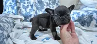 Cobalt, a male French Bulldog for sale in Brenham, TX – 6 of 10