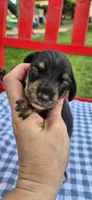 Daisy, a female Miniature Dachshund for sale in Brenham, TX – Photo 5 of 7
