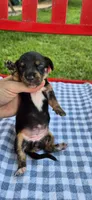 Daisy, a female Miniature Dachshund for sale in Brenham, TX – Photo 6 of 7