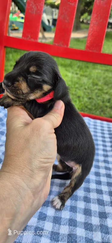 Daisy – Miniature Dachshund puppy for sale in Brenham, TX