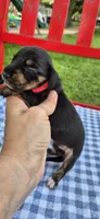 Daisy, a female Miniature Dachshund for sale in Brenham, TX – Photo 1 of 7