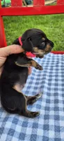 Daisy, a female Miniature Dachshund for sale in Brenham, TX – Photo 2 of 7