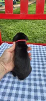 Daisy, a female Miniature Dachshund for sale in Brenham, TX – Photo 7 of 7