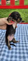 Daisy, a female Miniature Dachshund for sale in Brenham, TX – Photo 4 of 7