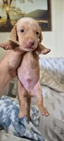 Diamond, a male Miniature Dachshund for sale in Brenham, TX – 9 of 10