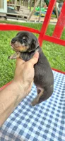 Winter, a male Miniature Dachshund for sale in Brenham, TX – Photo 4 of 10