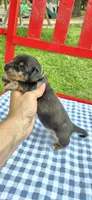 Winter, a male Miniature Dachshund for sale in Brenham, TX – Photo 6 of 10