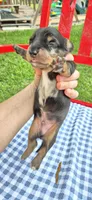 Winter, a male Miniature Dachshund for sale in Brenham, TX – Photo 2 of 10