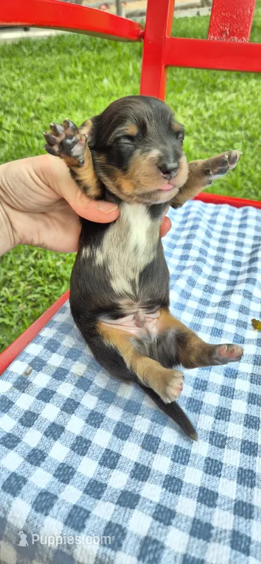 Winter – Miniature Dachshund puppy for sale in Brenham, TX